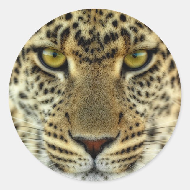 Fierce Leopard Runt Klistermärke (Framsida)
