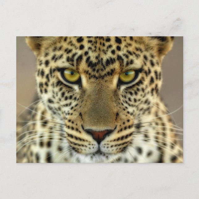 Fierce Leopard Vykort (Framsida)