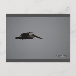 Fierce Pelican III | Blue Beach Sång™-vykort Vykort