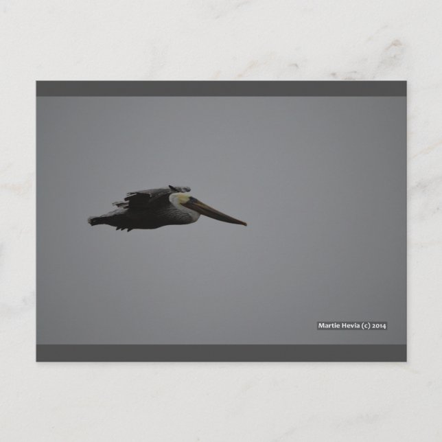 Fierce Pelican III | Blue Beach Sång™-vykort Vykort (Framsida)