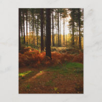 Fiery Bracken