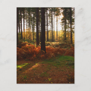 Fiery Bracken Vykort