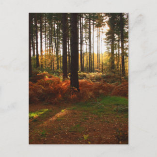 Fiery Bracken Vykort