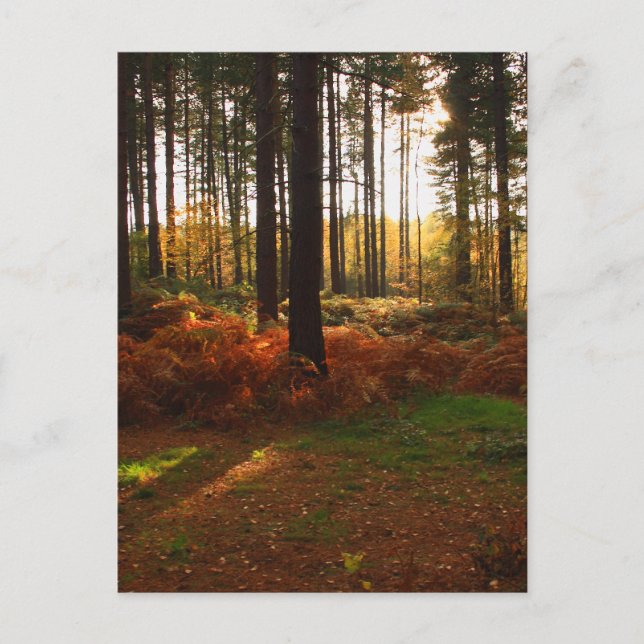 Fiery Bracken Vykort (Framsida)