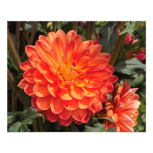 Fiery Dahlia Fototryck