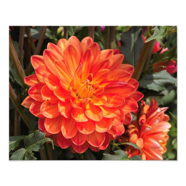Fiery Dahlia Fototryck (Framsidan)