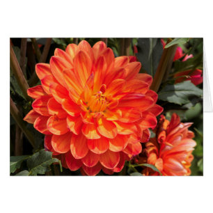 Fiery Dahlia Hälsningskort