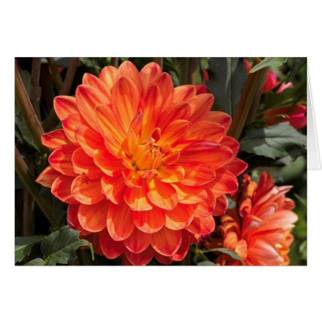 Fiery Dahlia Hälsningskort (Framsidan Horizontal)