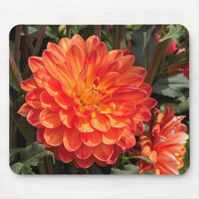 Fiery Dahlia Musmatta (Framsidan)
