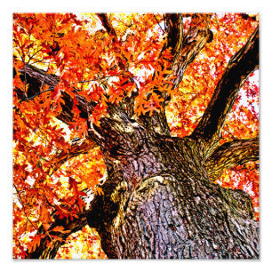 Fiery Oak Fototryck