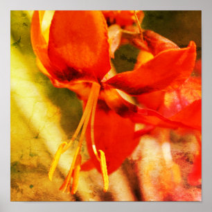 Fiery Orange Daylily Flower Close Abstrakt Poster