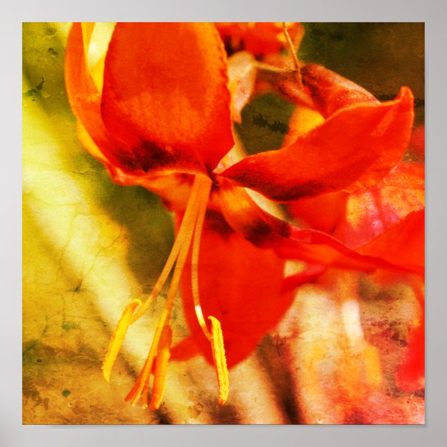 Fiery Orange Daylily Flower Close Abstrakt Poster (Framsidan)