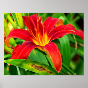 Fiery Orange Daylily Flower Close Up Poster