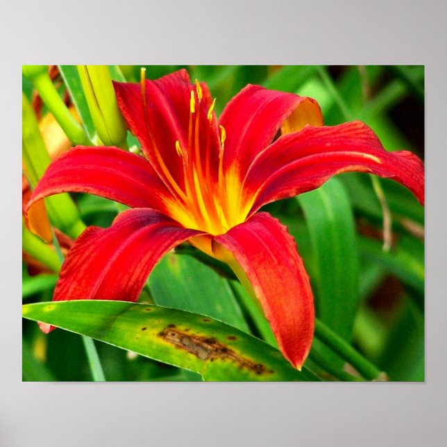 Fiery Orange Daylily Flower Close Up Poster (Framsidan)