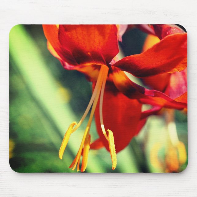 Fiery Orange Lily Flower Musmatta (Framsidan)