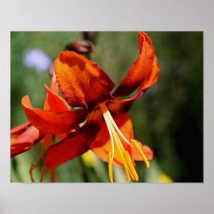 Fiery Orange Lily Flower Poster