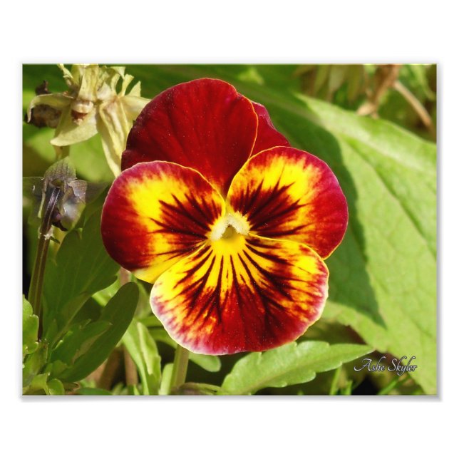 Fiery Pansy Fototryck (Framsidan)