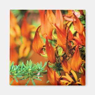 Fiery Red Orange Blooms på den här Crocosmia Garde Magnet