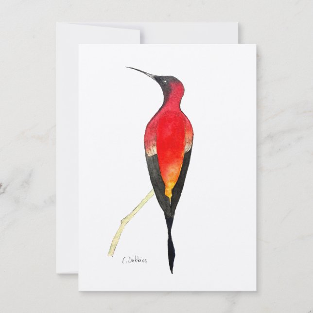 Fiery Topaz Hummingbird (Framsida)
