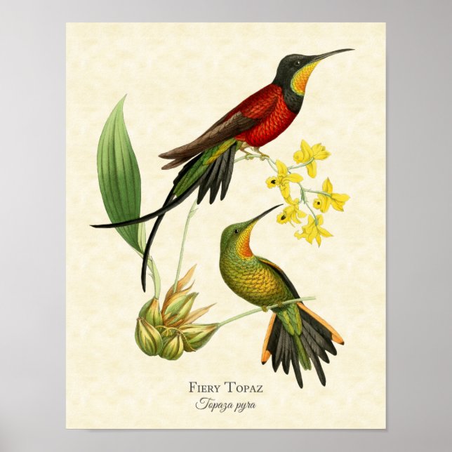 Fiery Topaz Hummingbird Art Print Poster (Framsidan)