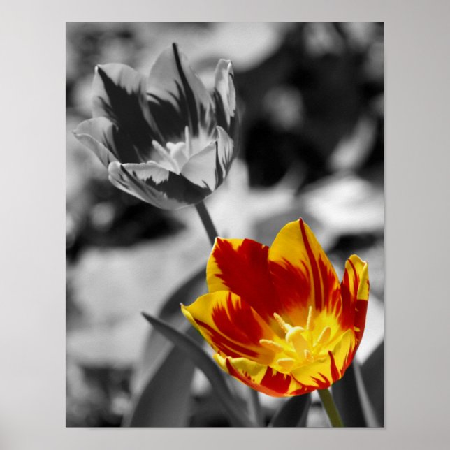 Fiery Tulip Flower Pair Partial Färg Poster (Framsidan)
