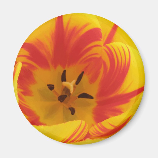 Fiery Tulip Magnet (Framsidan)