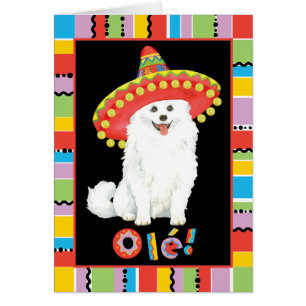 Fiesta American Eskimo Hund Hälsningskort