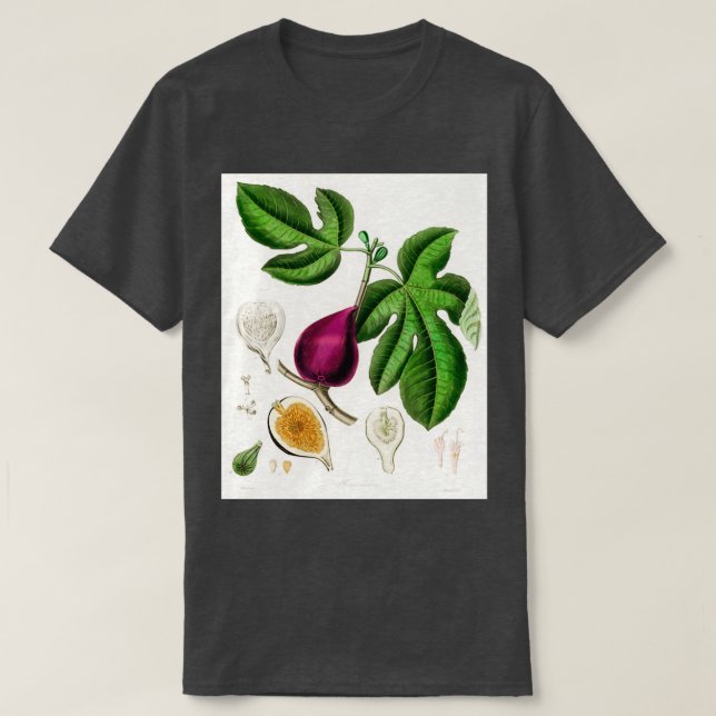 Fig Ficus carica illustration från Mediccal Botany T Shirt (Design framsida)