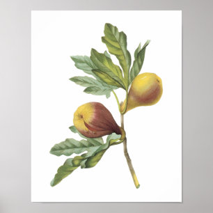 Fig(Ficus violacea) från Redouté Poster