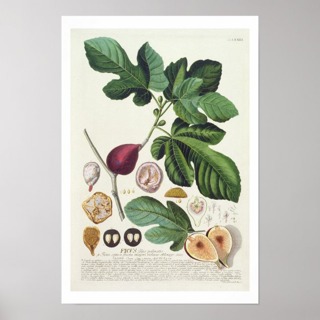 Fig, graverad av Johann Jakob Haid (1704-67) Poster (Framsidan)