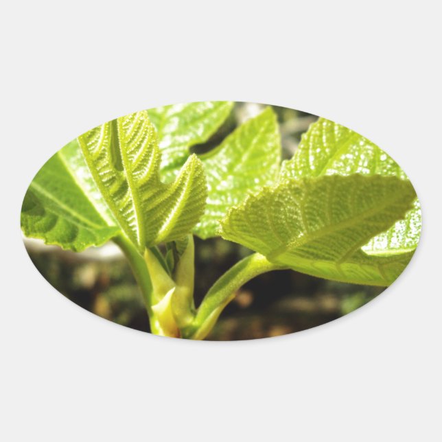 Fig Löv Ovalt Klistermärke (Framsida)