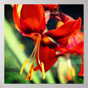 Fig-Orange, daglig blomning, stäng upp Poster