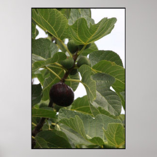Fig Poster