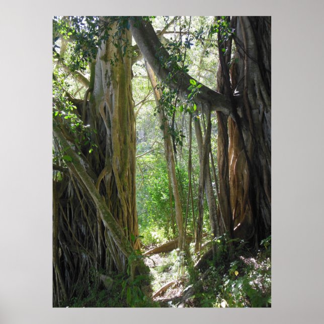 Fig Träd Poster (Framsidan)