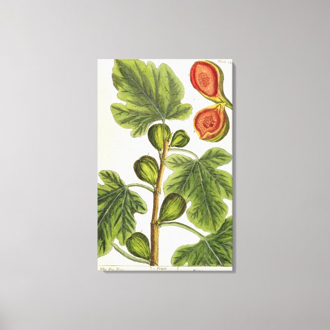 Fig Träd, tallrik 125 från "A Nyfiken Herbal", s Canvastryck (Framsida)