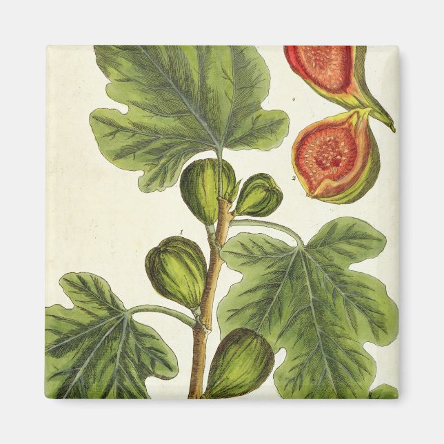Fig Träd, tallrik 125 från "A Nyfiken Herbal", s Magnet (Framsidan)