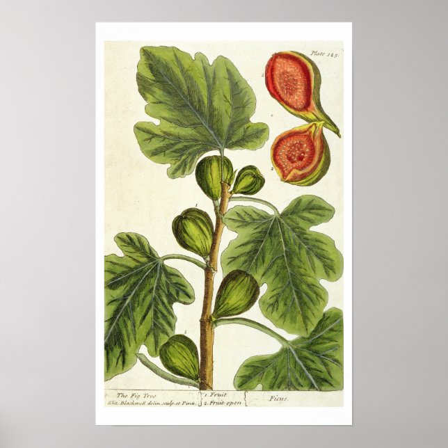 Fig Träd, tallrik 125 från "A Nyfiken Herbal", s Poster (Framsidan)