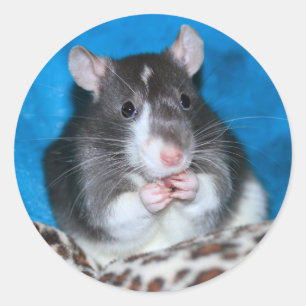 Figaro Rattie 3"-märke Runt Klistermärke