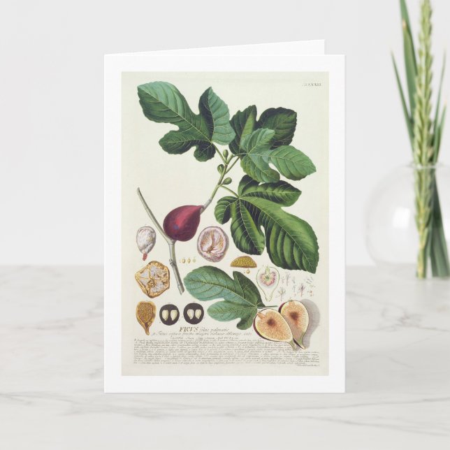 Figen som inristas av Johann Jakob Haid (1704-67) Kort (Framsida)