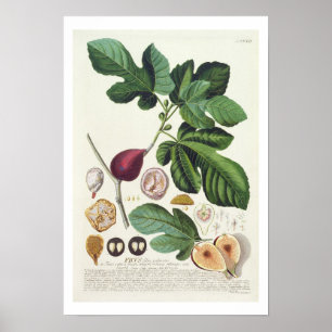 Figen som inristas av Johann Jakob Haid (1704-67) Poster