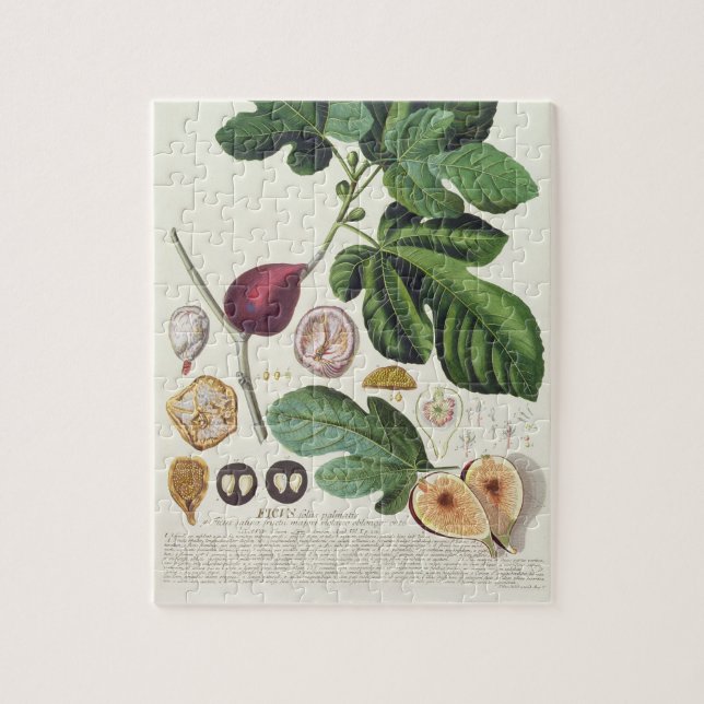 Figen som inristas av Johann Jakob Haid (1704-67) Pussel (Vertikal)