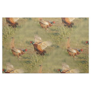 Fighting. för två male ring-nacke pheasants tyg