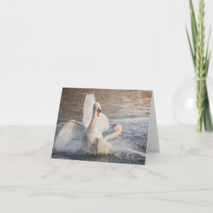 Fighting Svanar Nature Photo Card Kort