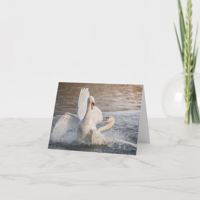 Fighting Svanar Nature Photo Card Kort (Framsida)