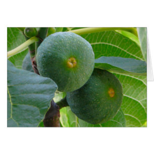 Figs OBS Kort