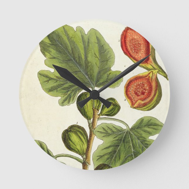 Figträd, pläterar 125 från "ett nyfiket växt-", p rund klocka (Framsida)