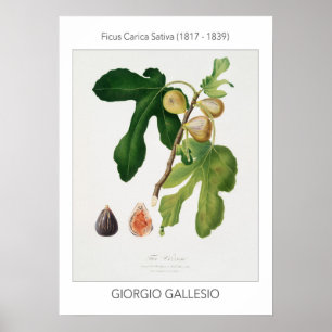 Figur, Vintage, botaniska illustrationer Poster