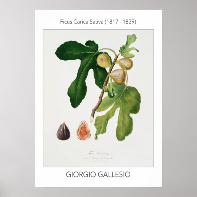 Figur, Vintage, botaniska illustrationer Poster (Framsidan)