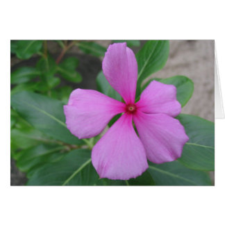 Fiji Blommigt Hälsningskort