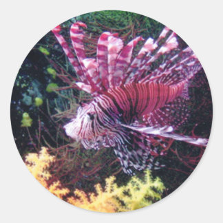 Fiji Lejon Runt Klistermärke